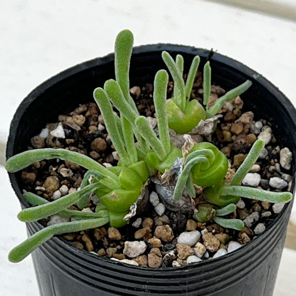 モニラリア：モニリフォルミス　2.5号ポット