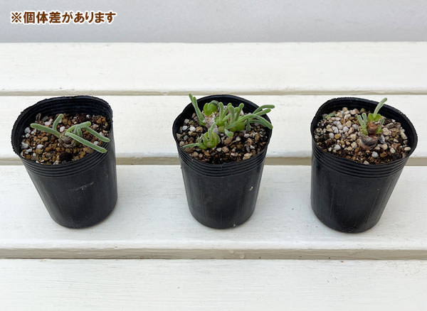 モニラリア：モニリフォルミス　2.5号ポット