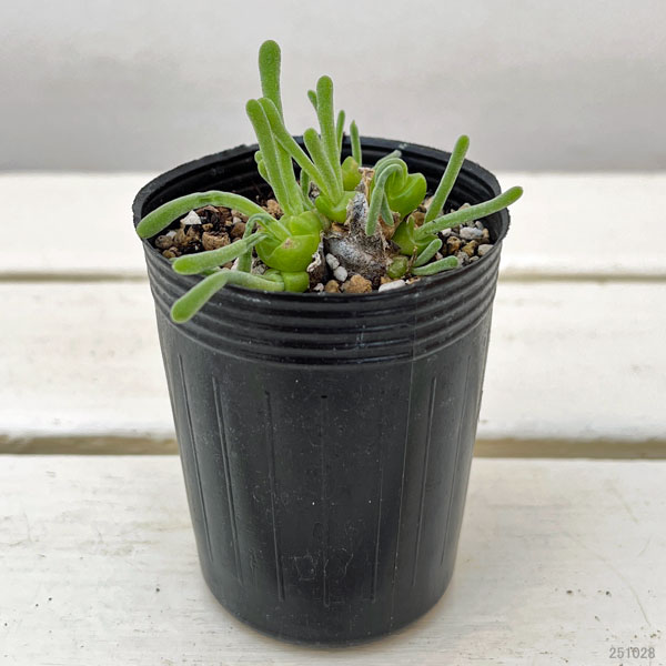 モニラリア：モニリフォルミス　2.5号ポット