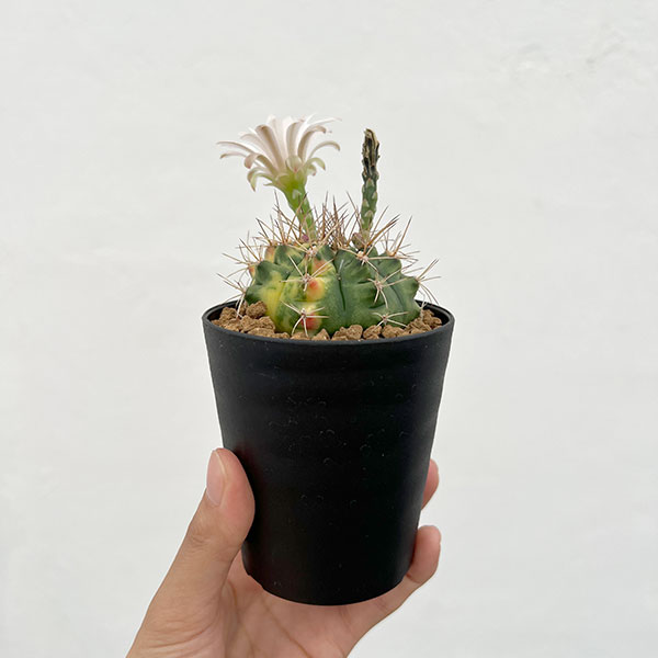 ギムノカリキウム:翠晃冠錦(スイコウカンニシキ)3号鉢植え