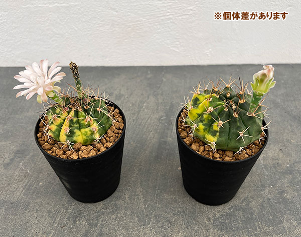 ギムノカリキウム:翠晃冠錦(スイコウカンニシキ)3号鉢植え