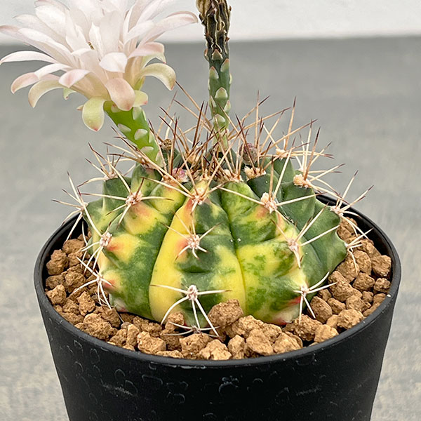 ギムノカリキウム:翠晃冠錦(スイコウカンニシキ)3号鉢植え