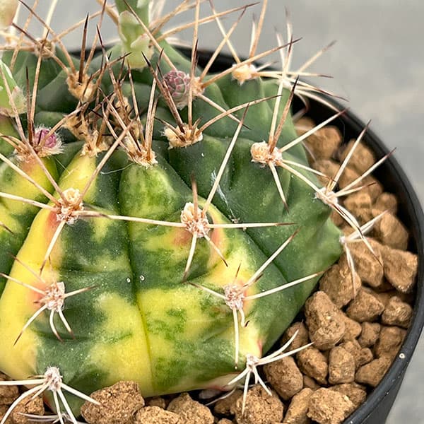 ギムノカリキウム:翠晃冠錦(スイコウカンニシキ)3号鉢植え