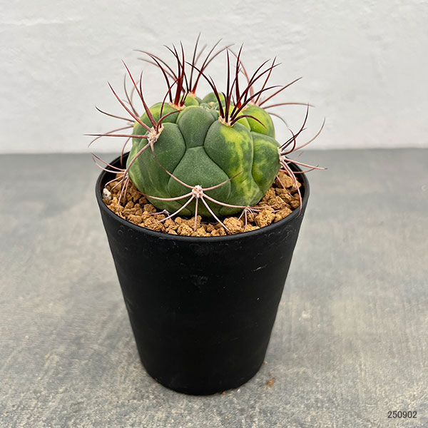 サボテン：ギムノカリキウム　新天地錦　3号鉢植え