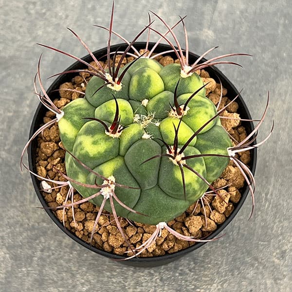 サボテン：ギムノカリキウム　新天地錦　3号鉢植え