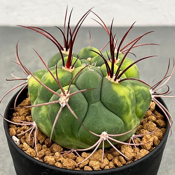 サボテン：ギムノカリキウム　新天地錦　3号鉢植え