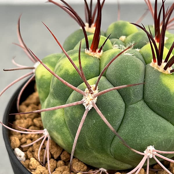 サボテン：ギムノカリキウム　新天地錦　3号鉢植え