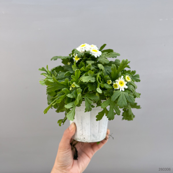 マトリカリア・カルロス3.5号ポット