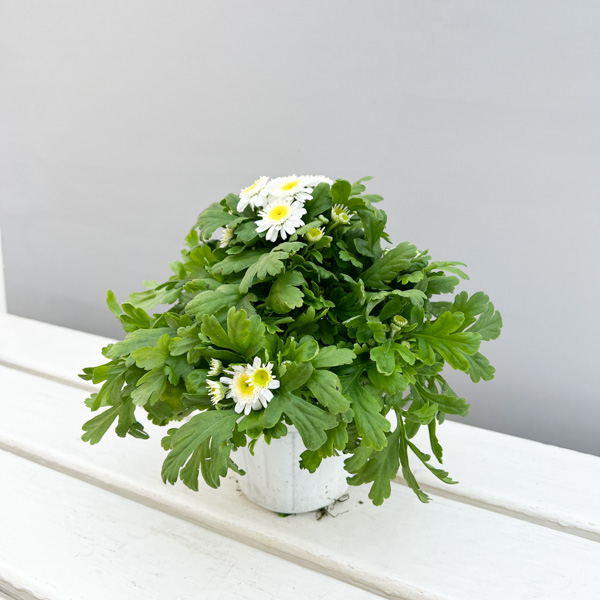 マトリカリア・カルロス3.5号ポット