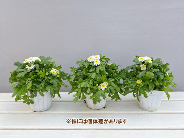 マトリカリア・カルロス3.5号ポット