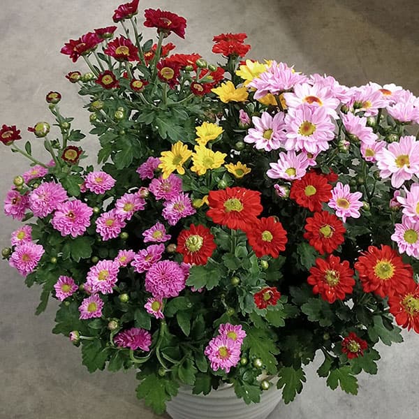エクセレントマム:ピコ5色花色ミックス植え6号鉢植え