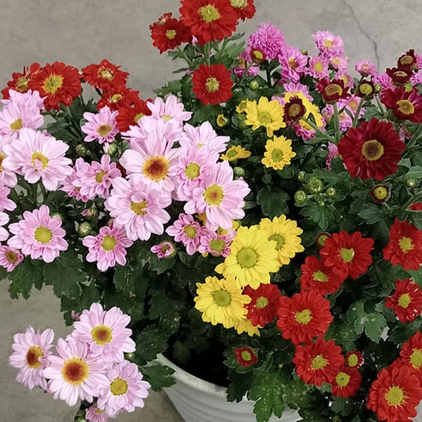 エクセレントマム:ピコ5色花色ミックス植え6号鉢植え