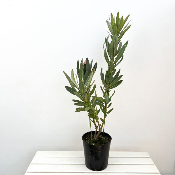 プロテア:オーストラリスピンク 7号鉢植え25-02