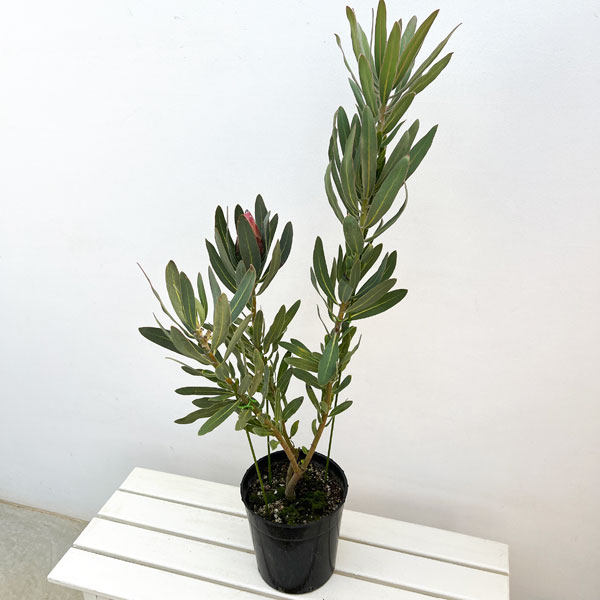 プロテア:オーストラリスピンク 7号鉢植え25-02