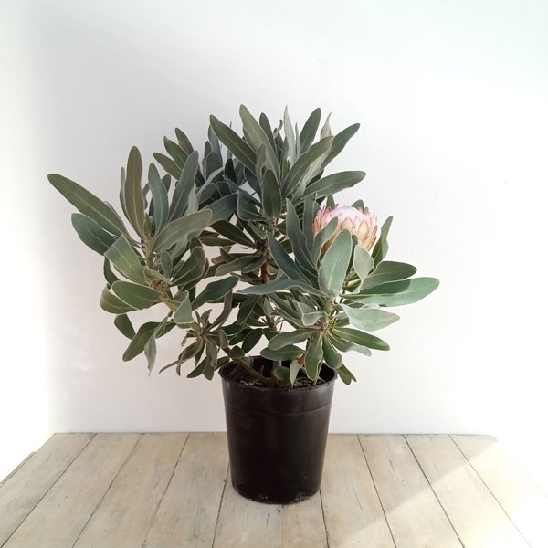 プロテア スサラ 4 プロテア'スサラ' | PLANTSTOCK〜花屋の花図鑑〜