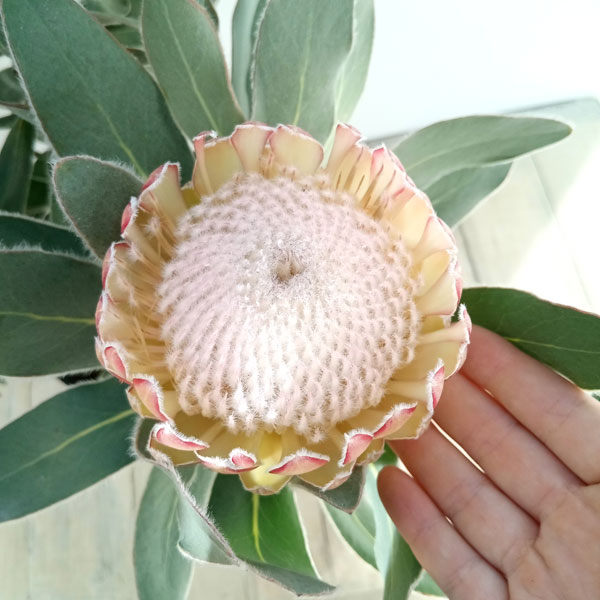 園芸ネット本店｜プロテア：スザーラ 7号鉢植え23-04 の通販【公式】