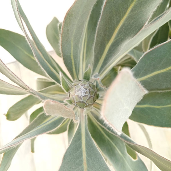 プロテア スサラ 7 おしゃれ 観葉植物 花苗：プロテア スザーラ*7号 スサラ 現品を