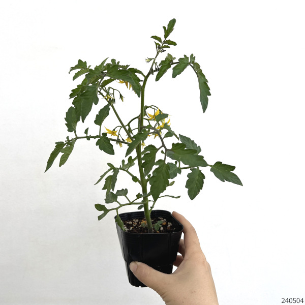 [26年4月下旬予約]トマト（ミニ）：めちゃラク！(R)トマト自根苗3号ポット