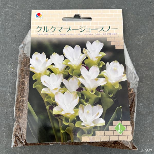 [26年3月中下旬予約]クルクマ：メージョースノー1球入り