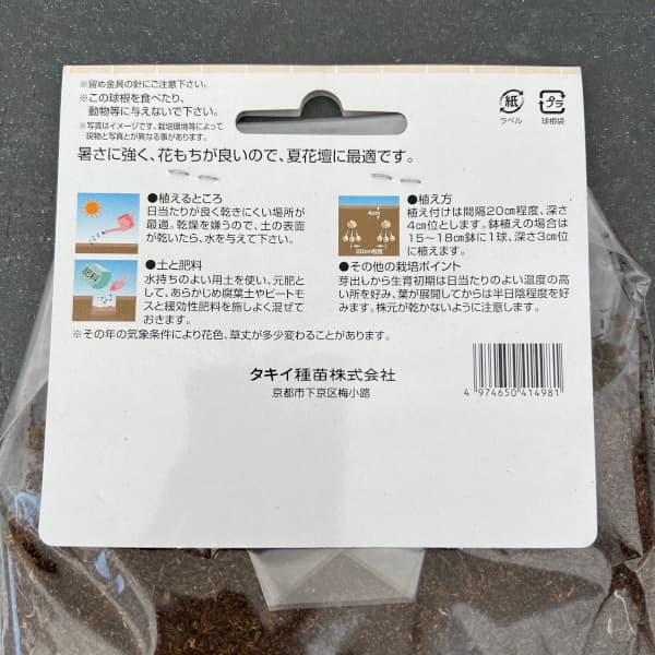 [26年3月中下旬予約]クルクマ：メージョースノー1球入り