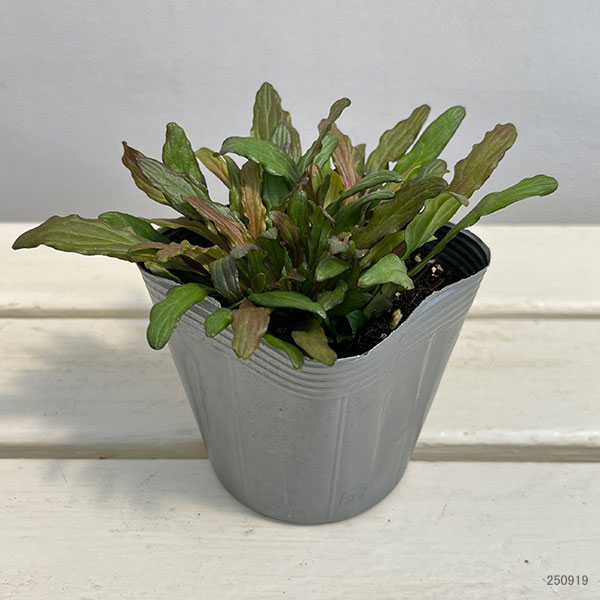 アジュガ:フェザーフレンズ ファンシーフィンチ3.5号ポット