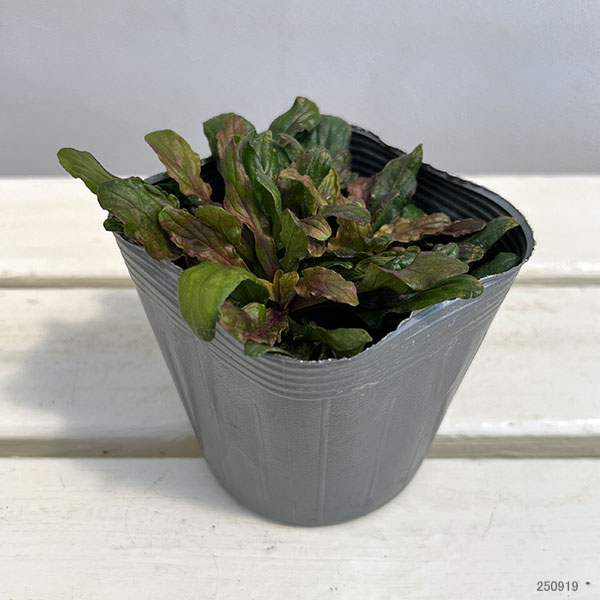 アジュガ：フェザーフレンズ　ペティートパラキート3.5号ポット