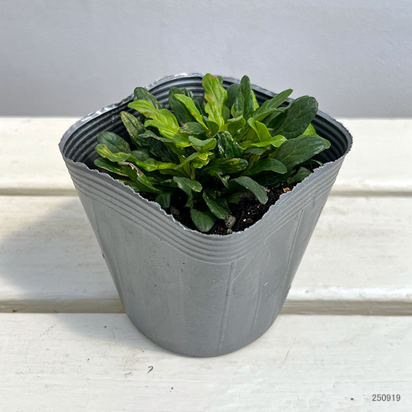 アジュガ:フェザーフレンズ コーディアルカナリー3.5号ポット