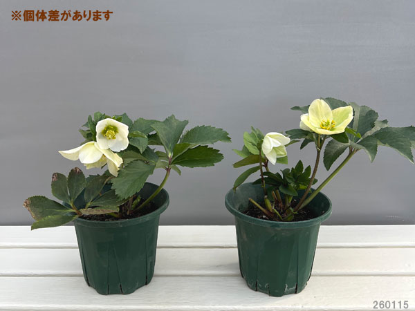 クリスマスローズ:*スノーホワイト5号鉢