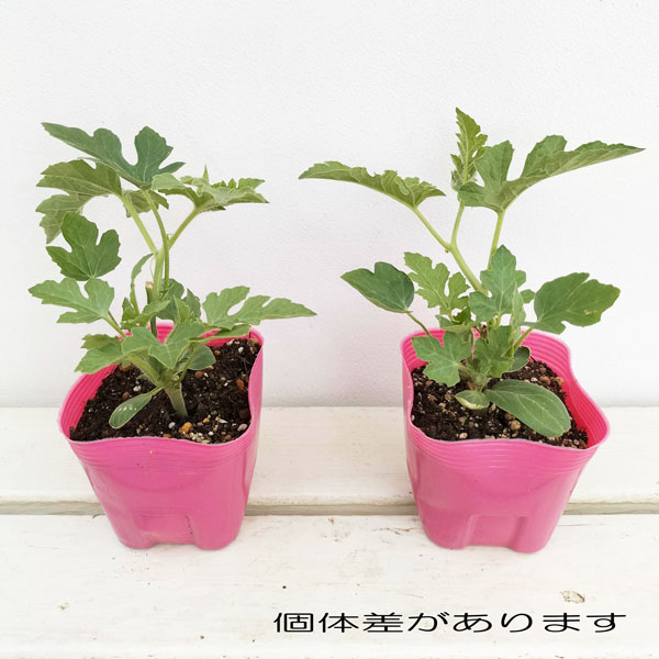 [26年5月中下旬予約]スイカ：甘小丸(R)スイカ接木苗3.5号ポット *3株セット