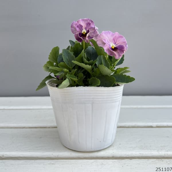 ビオラ：ソワレ・アデール3.5号ポット