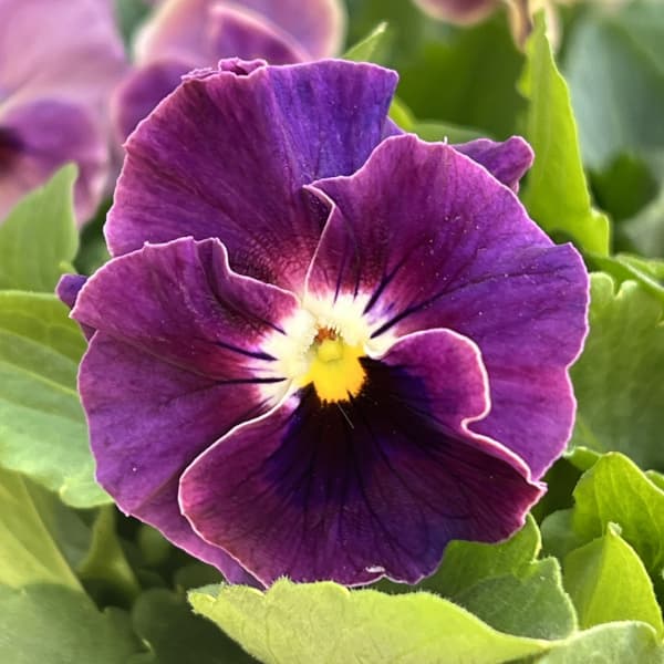 ビオラ：ソワレ・アデール3.5号ポット