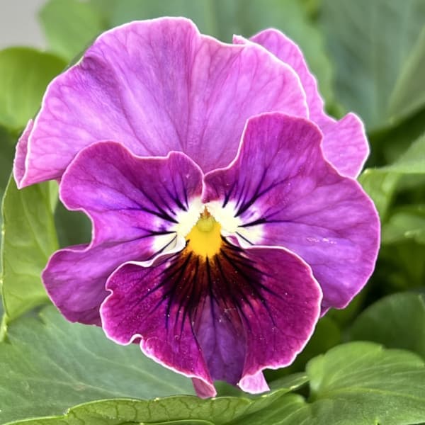 ビオラ：ソワレ・アデール3.5号ポット