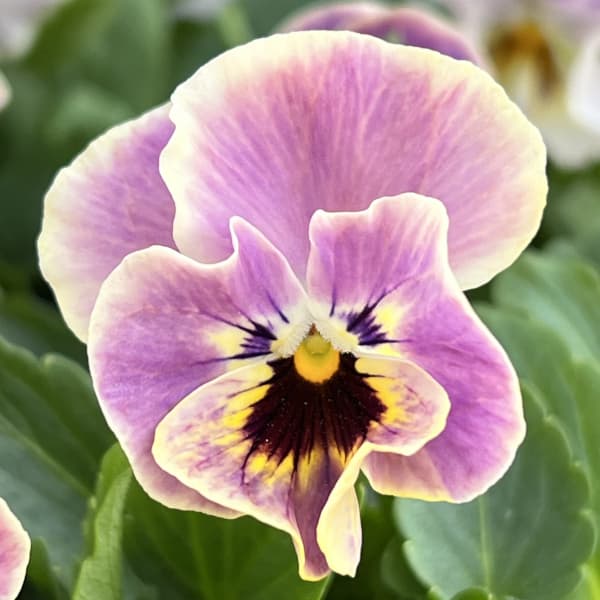 ビオラ：ソワレ・アデール3.5号ポット