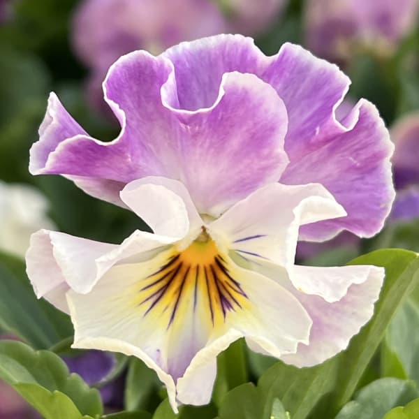 ビオラ：ソワレ・アデール3.5号ポット