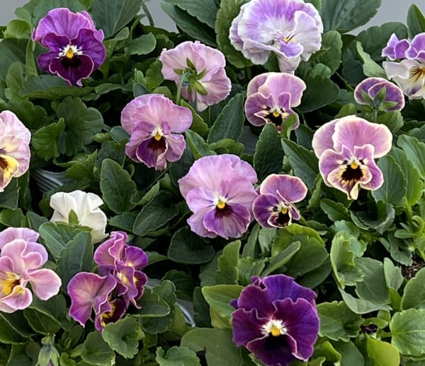 ビオラ：ソワレ・アデール3.5号ポット