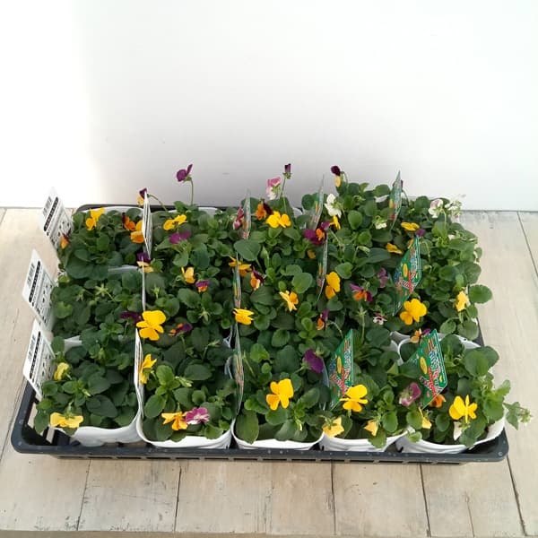 mmllveve 4株セット 園芸ネット本店｜[送料無料]ビオラ：わくわく