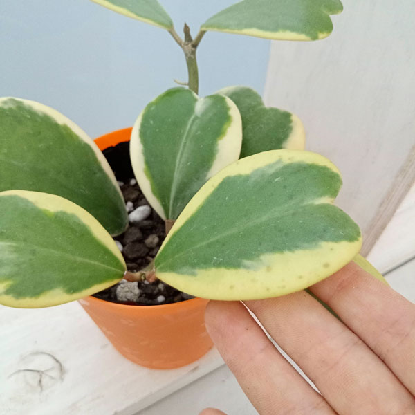 園芸ネット本店｜ホヤ：カーリー（斑入り） 3号ポット の通販【公式】