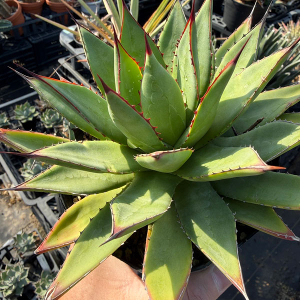 アガベ:フィリフェラ×イシスメンシス 4号ポット