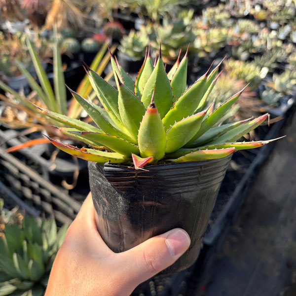 アガベ:フィリフェラ×イシスメンシス 4号ポット