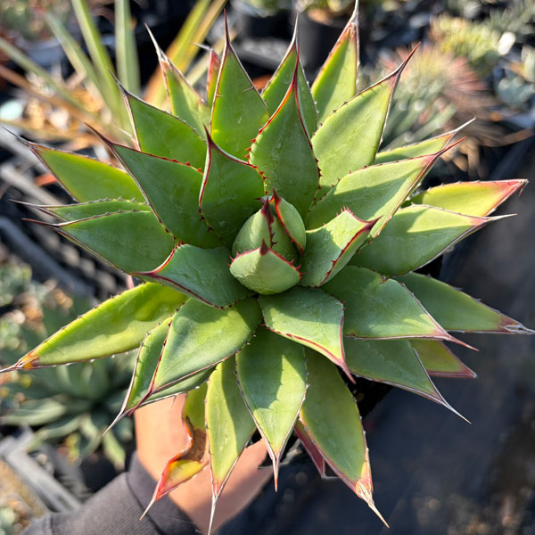 アガベ:フィリフェラ×イシスメンシス 4号ポット