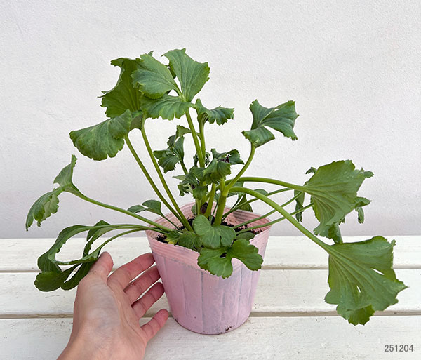 園芸ネット本店｜ラナンキュラス：ポンポン マルヴァ4号ポット苗 の