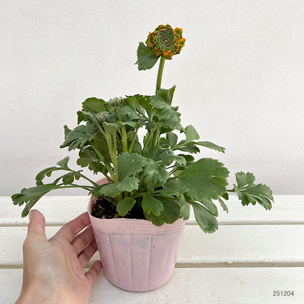 ラナンキュラス：ポンポン　メルリーノ4号ポット苗