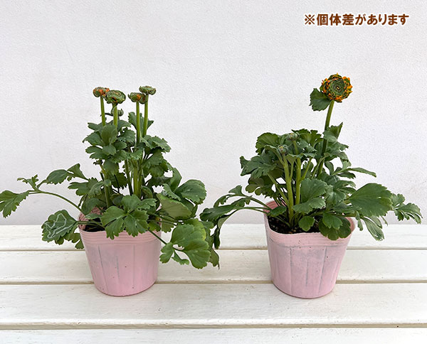 ラナンキュラス：ポンポン　メルリーノ4号ポット苗