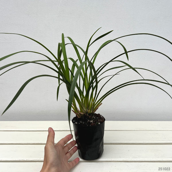 ワラン(和蘭):夕月夜 3号ポット*