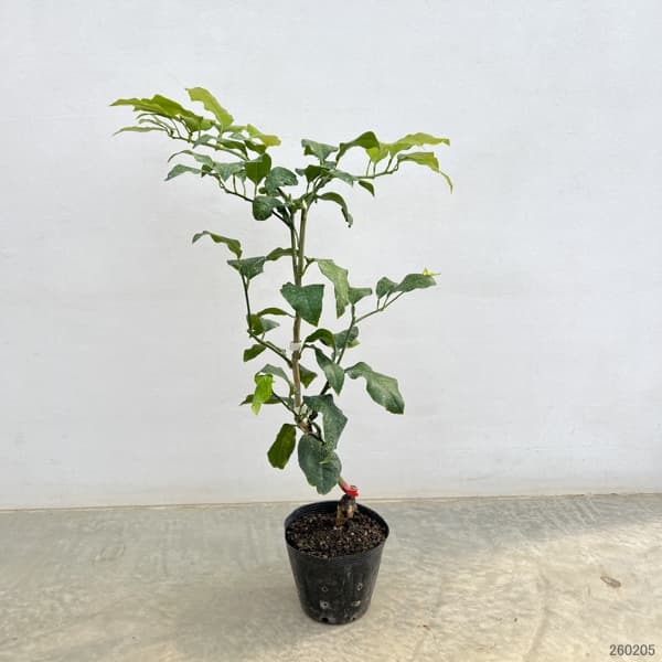 ベルガモット4～5号ポット