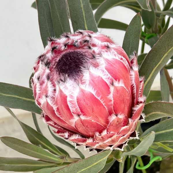 プロテア:メイデイ 7号鉢植え