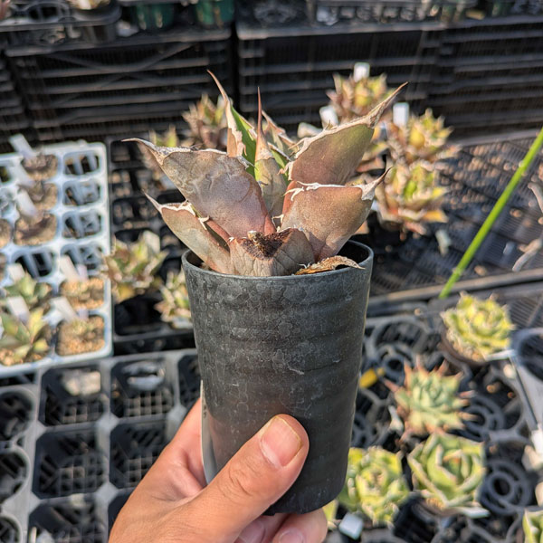 園芸ネット本店｜（わけあり特価）アガベ：チタノタ 黒豹 3号鉢植え の