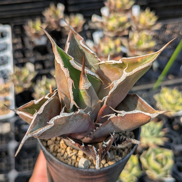 園芸ネット本店｜（わけあり特価）アガベ：チタノタ 黒豹 3号鉢植え の