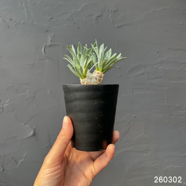 オトンナ:レトロルサ 3号鉢植え*