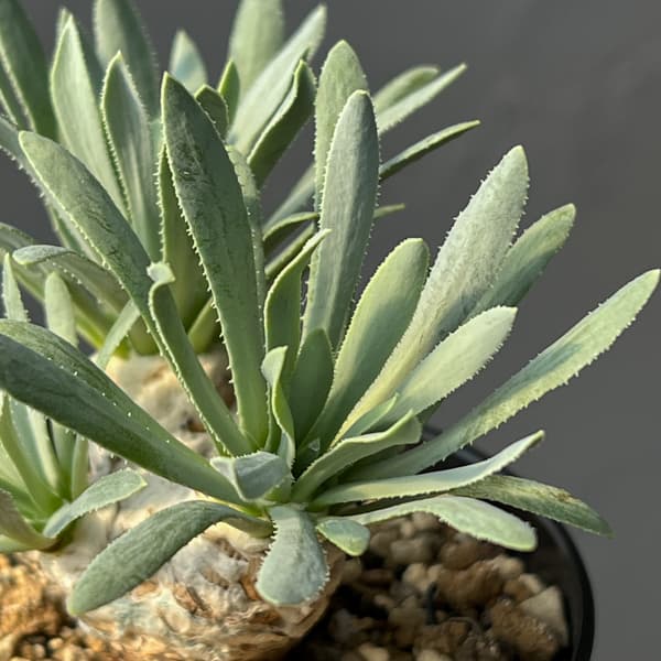 オトンナ:レトロルサ 3号鉢植え*